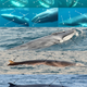 Image for article titled Watch the First Footage of the Planet’s Most Elusive Whale